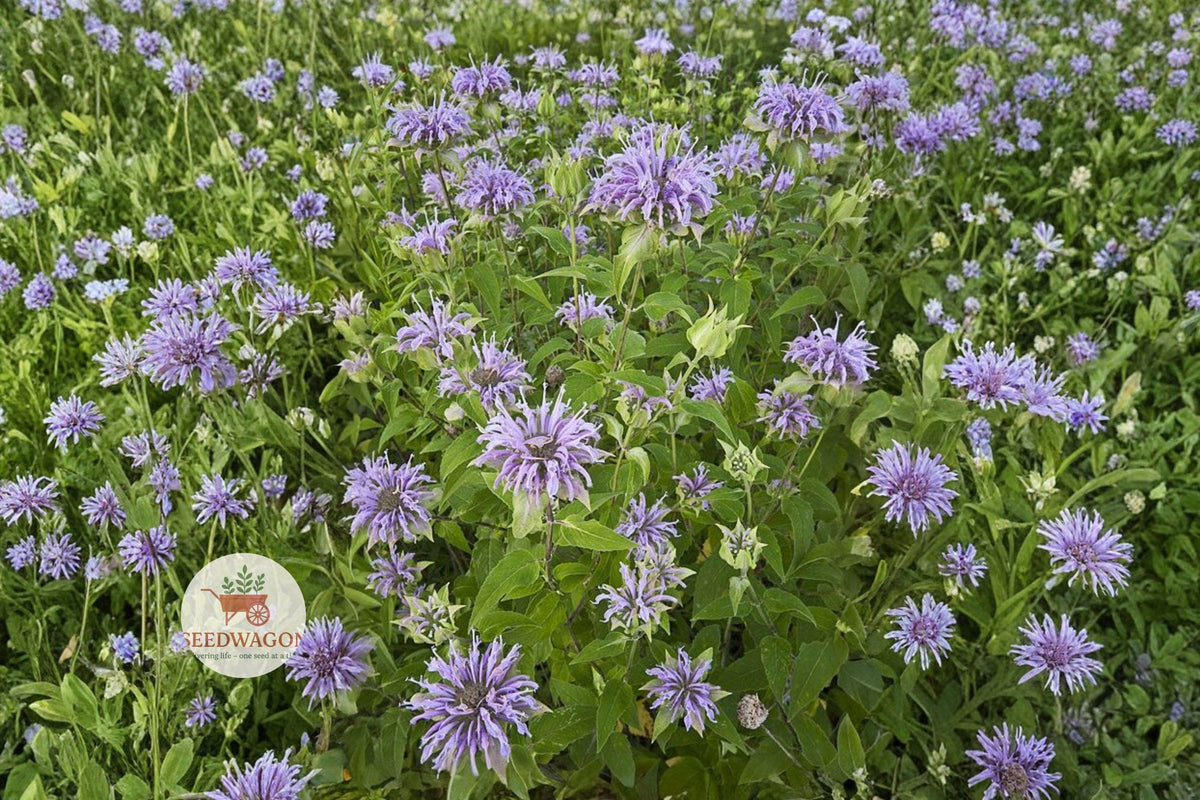 Wild Bergamot Seeds 100 Monarda fistulosa Native Pollinator Wildflower for Butterfly Garden, Prairie, Meadow