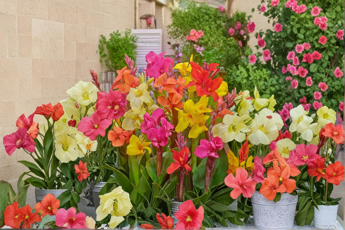 Mixed Canna Lily Bulb – Canna Hybrid Tropical Flowering Bulb for Garden Beds & Containers
