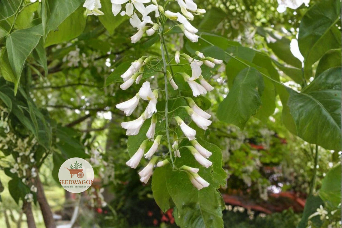 American Yellowwood Seeds – Cladrastis kentukea, Fragrant White Flowers, Fall Color, Native Shade Tree, Bonsai & Landscape Plant