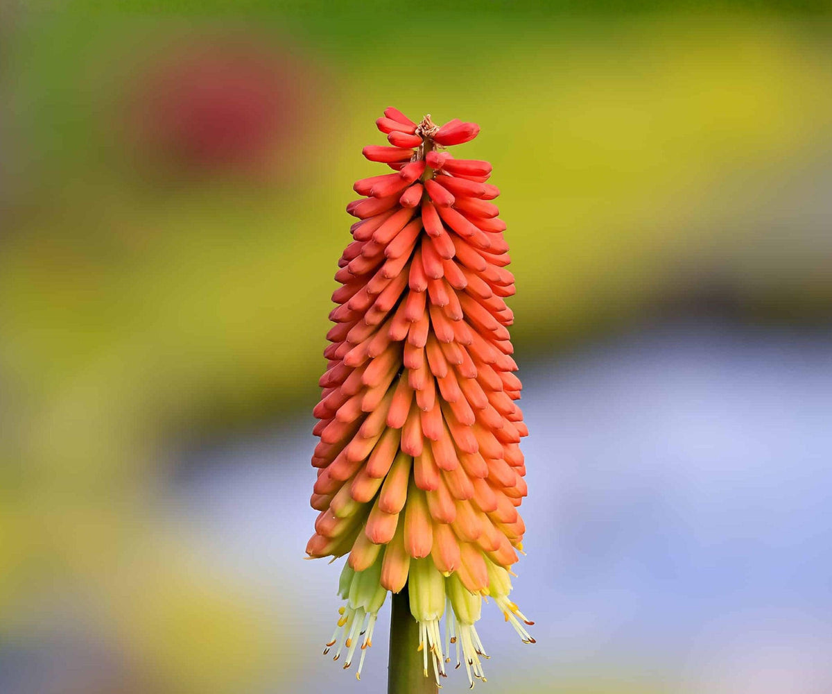 Kniphofia Nancy's Red Root Division – Coral Red Torch Lily Flowers, Summer Blooming Perennial, Pollinator-Friendly, Dwarf Herbaceous Plant