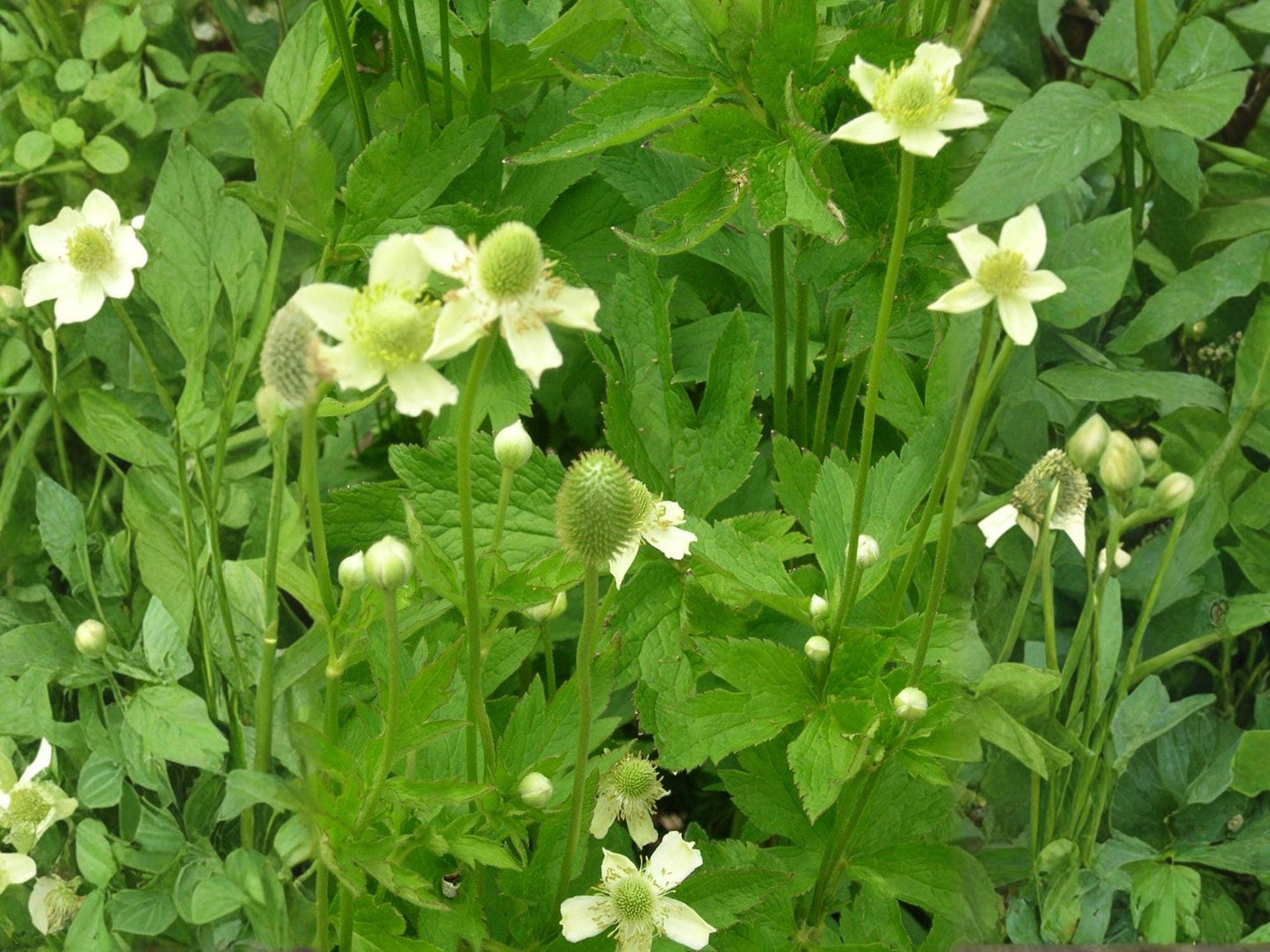 Thimbleweed Wildflower Seeds | Anemone cylindrica | Prairie Native Perennial Plant for Garden & Natural Landscapes