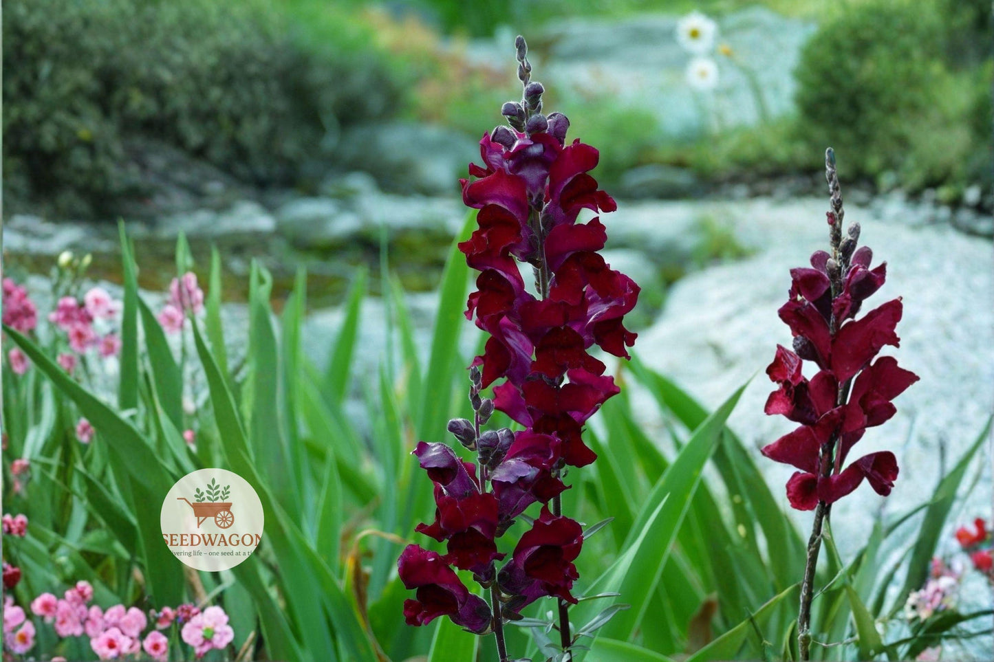 Welcome Snapdragon Seeds 250 – Dark Crimson Near Black Antirrhinum majus Gothic Garden Flower for Borders & Cut Flowers