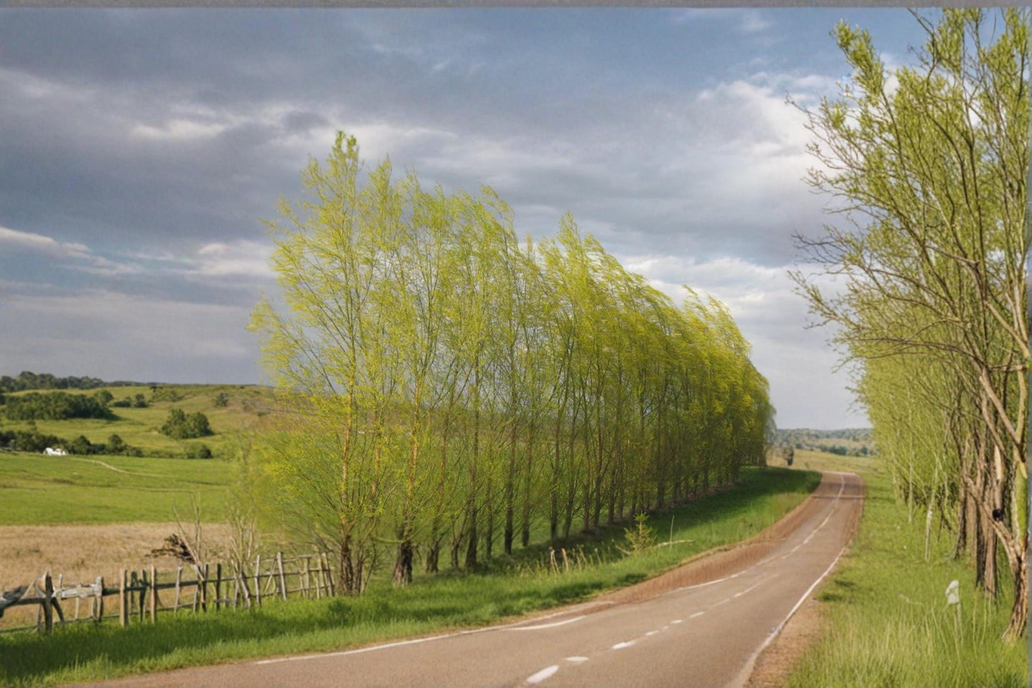 Austree Willow Cuttings – Salix spp. – Deciduous Fast-Growing Shade & Screening Tree