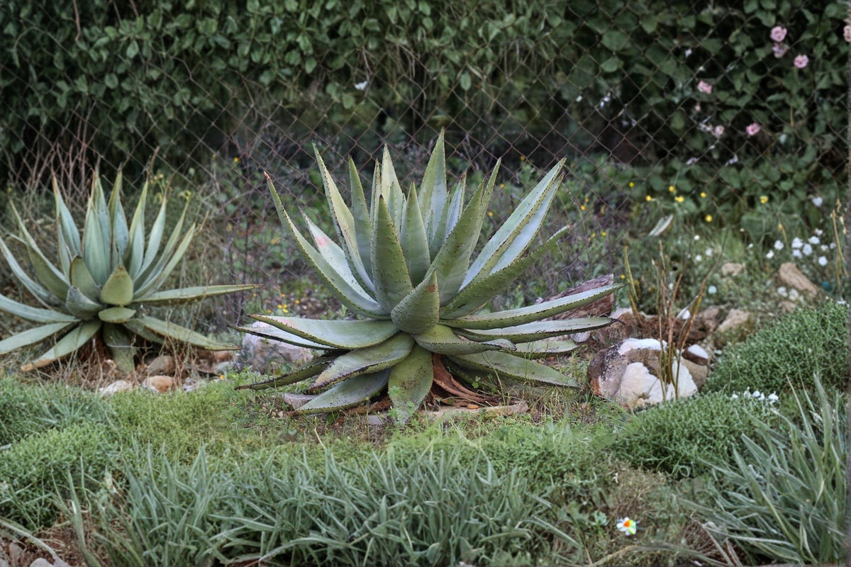 Aloe Spectabilis Seeds – Succulent Plant for Outdoor & Container Gardening – Drought Tolerant Aloe Spectabilis Seeds