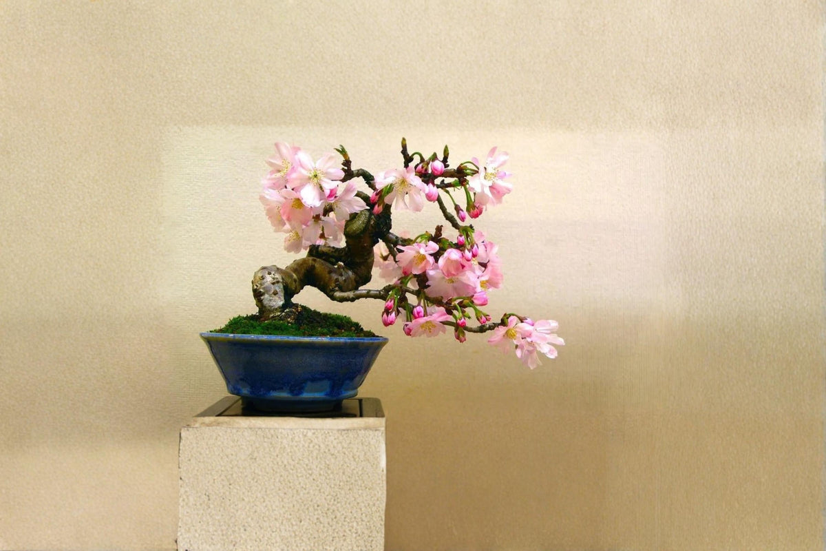 Sakura Bonsai Tree Seeds – Prunus serrulata – Pink Flowering Ornamental Tree for Bonsai and Garden Cultivation