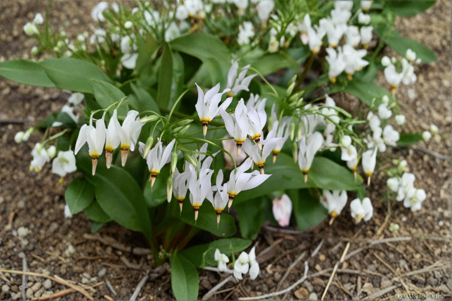 Midland Shooting Star Seeds – Dodecatheon meadia Perennial Wildflower for Prairie & Woodland Gardens