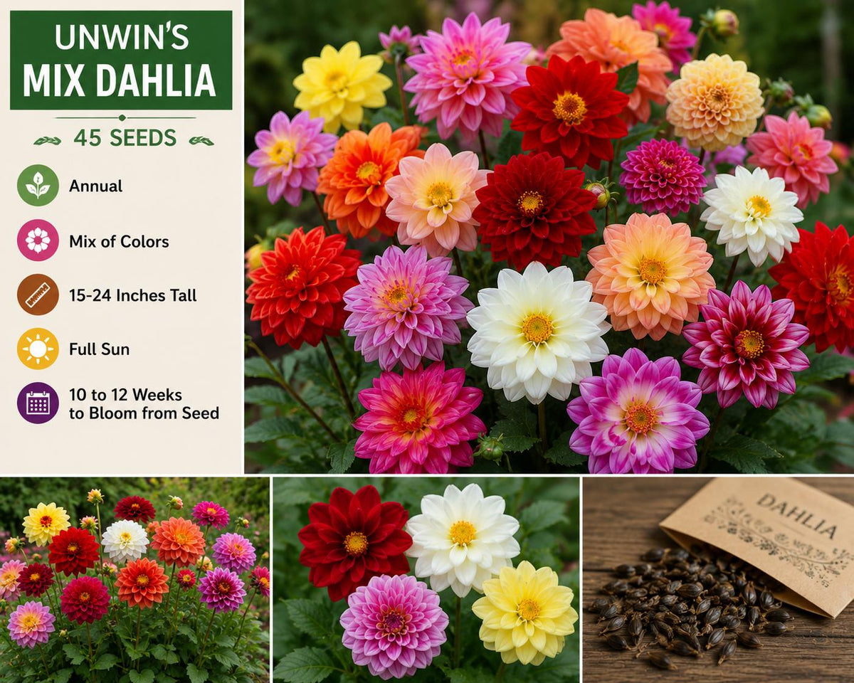 Unwin's Mix Dahlia Seeds – Colorful Annual Flower Blend, Dahlia pinnata, Bright Blooming Garden Flower, Full Sun, 45 Seeds