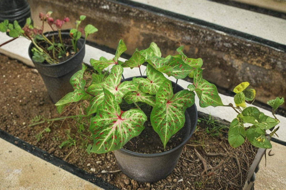 Gingerland Caladium Bulb – Caladium bicolor Foliage Plant for Shade Gardens & Containers