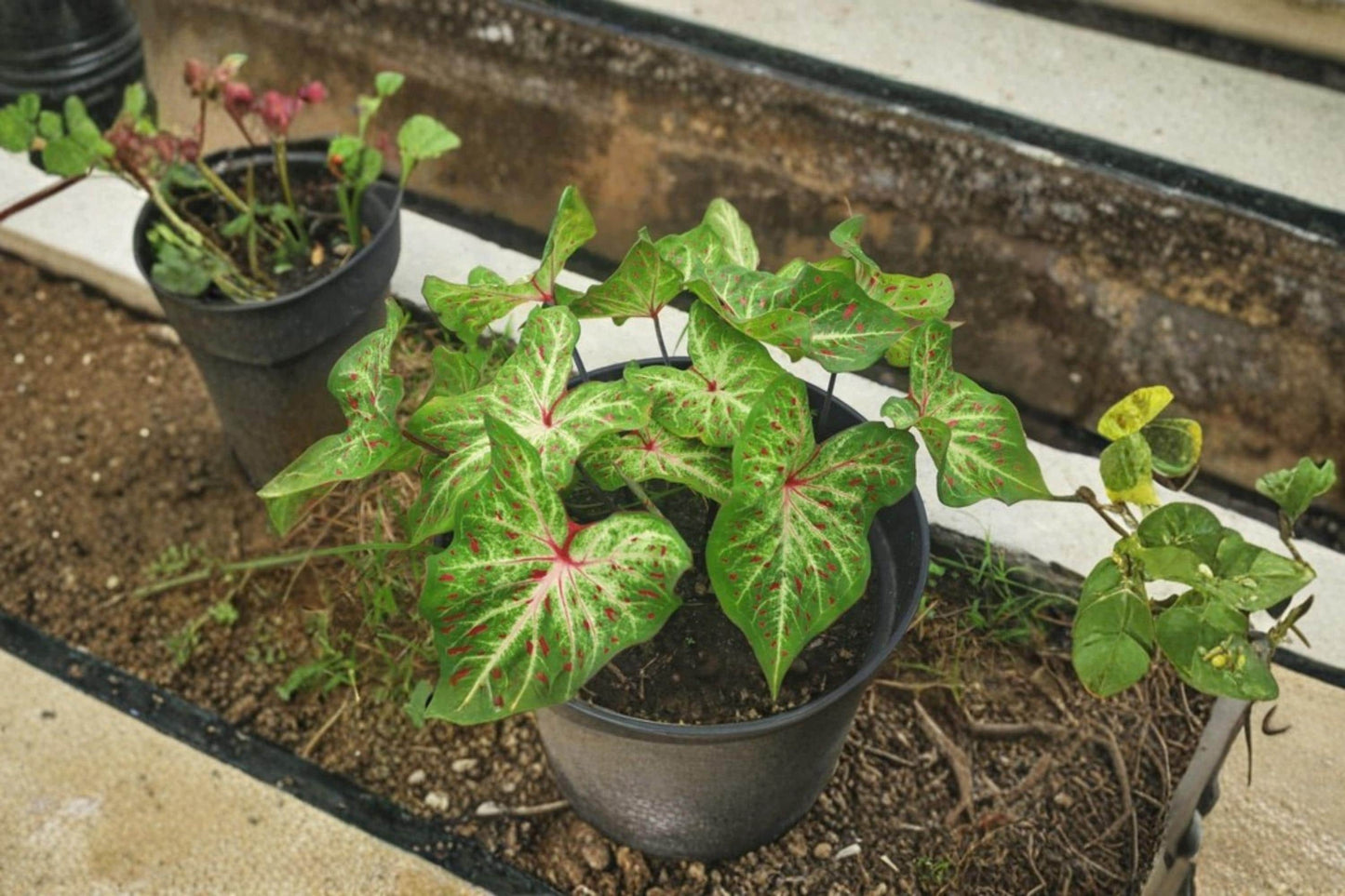 Gingerland Caladium Bulb – Caladium bicolor – Shade-loving Tropical Foliage Plant for Garden Beds & Containers