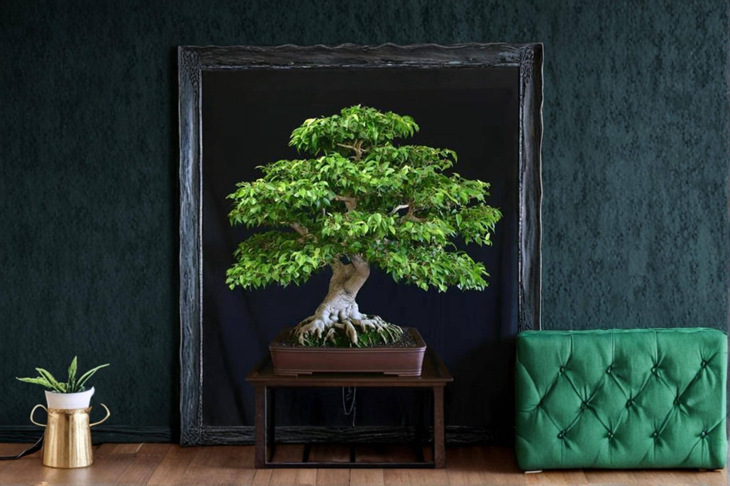 Weeping Fig Bonsai Seeds – Ficus benjamina Tree Seeds for Indoor & Ornamental Gardening