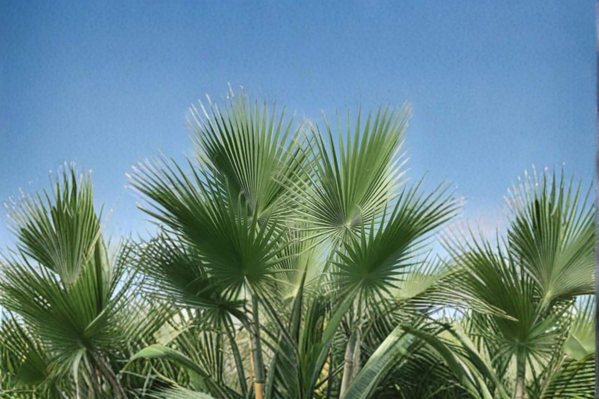Fan Palm Seeds – Washingtonia filifera for Bonsai, Container & Landscape Planting, Hardy Tropical Palm Seed