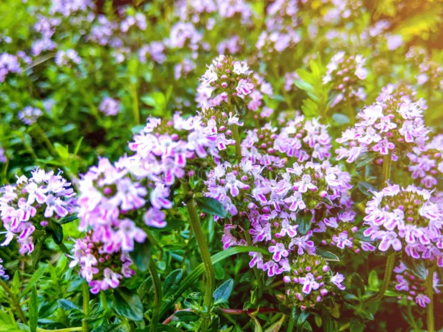 Wild Thyme Seeds for Planting | Thymus pulegioides Aromatic Garden, Pollinator & Cottage Garden Plant, Seed Pack of 100