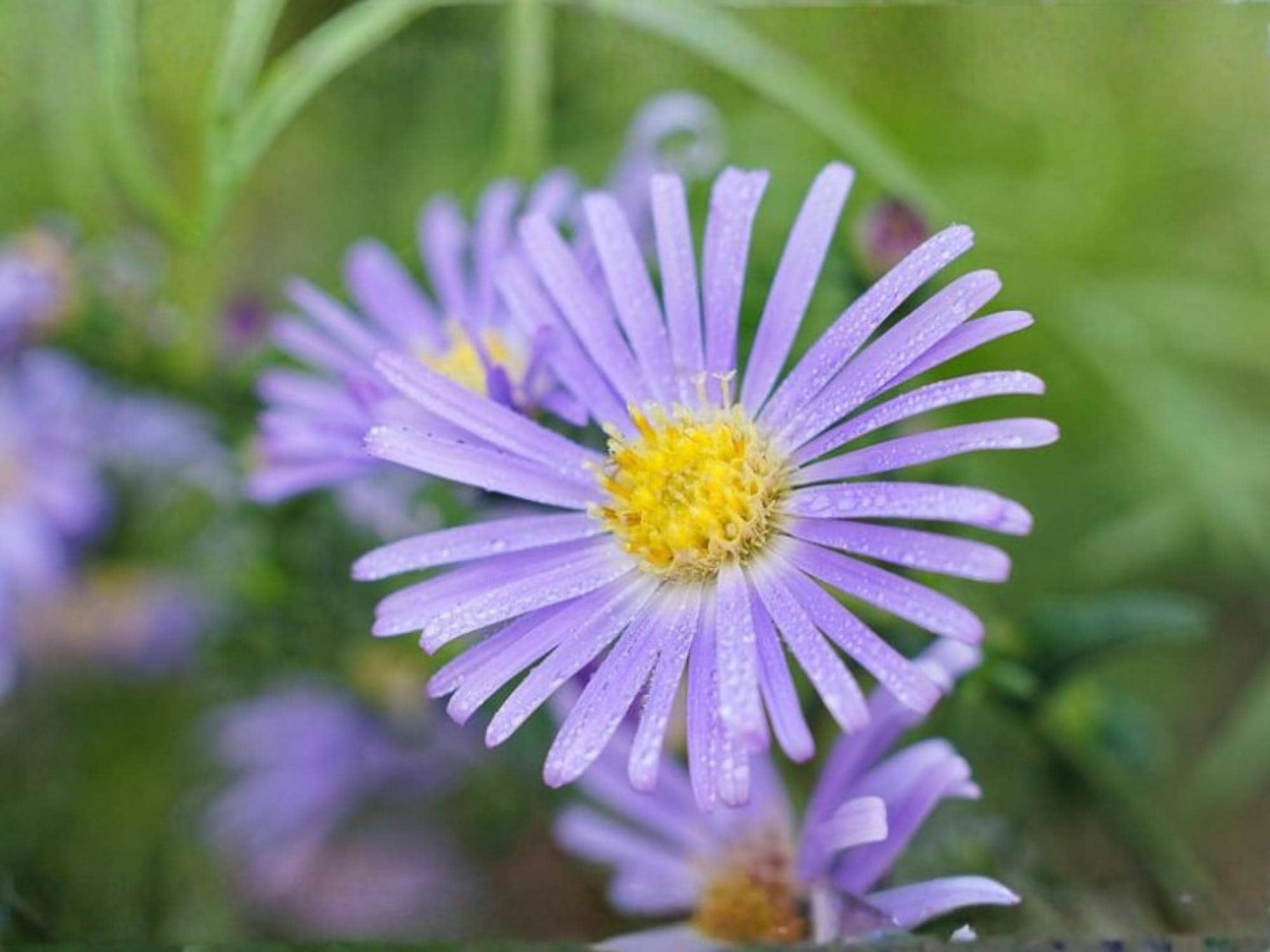 Aromatic Aster Seeds – Symphyotrichum oblongifolium Wildflower Seeds for Pollinator Gardens and Cottage Garden Planting