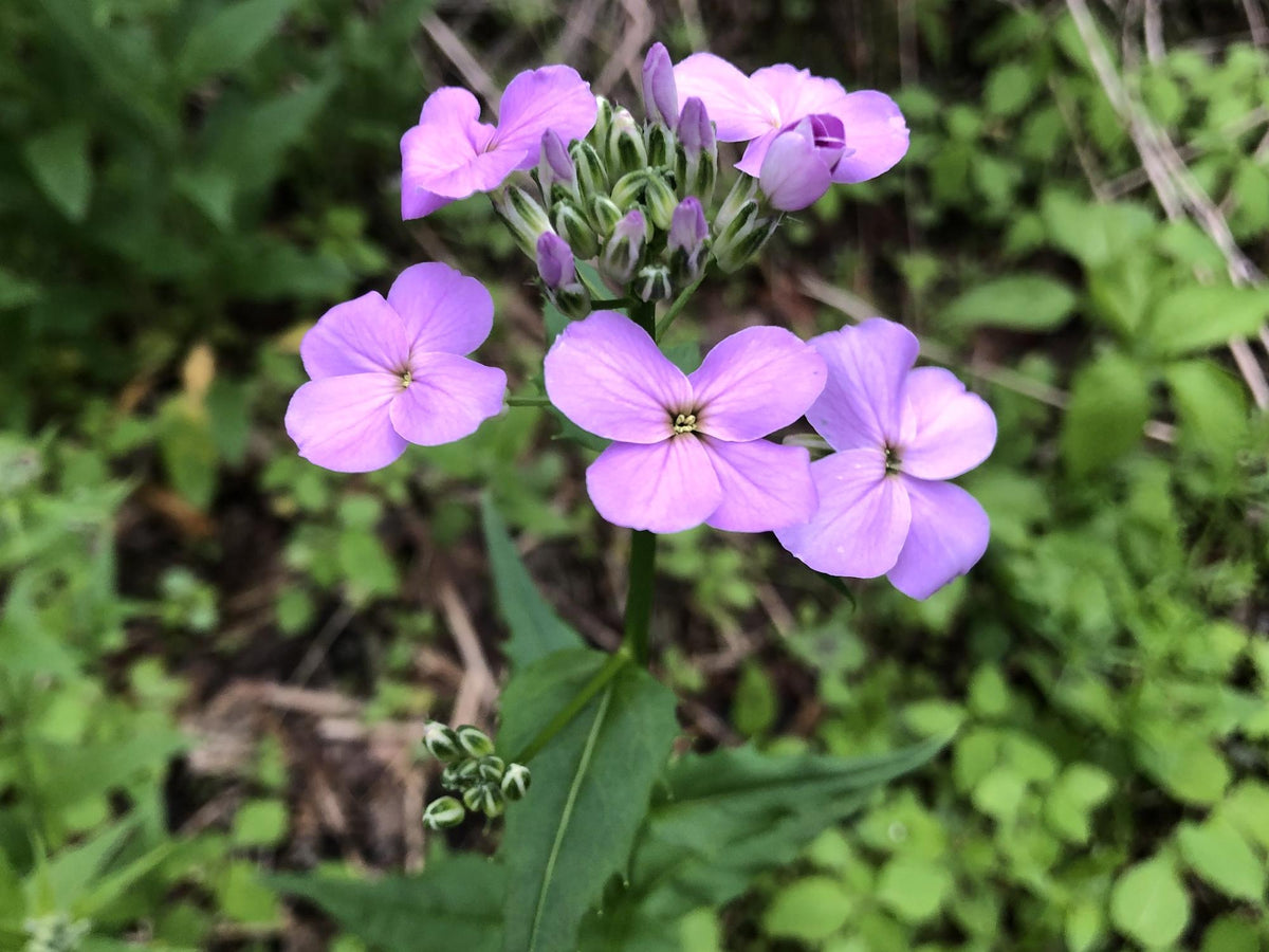 Dames Rocket Seeds – Wildflower Seeds for Pollinator Gardens, Cottage Garden, Meadow Plantings – Hesperis matronalis, 100 Seeds