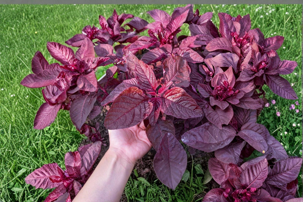Red Spinach Seeds 500+ | Amaranthus tricolor Leafy Green & Red Foliage | Edible & Ornamental Garden Seeds
