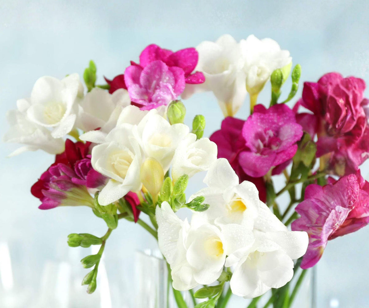 Freesia Romance Collection 30 Bulbs – Fragrant Pink White Spring Flowers for Gardens & Containers – Freesia hybrids
