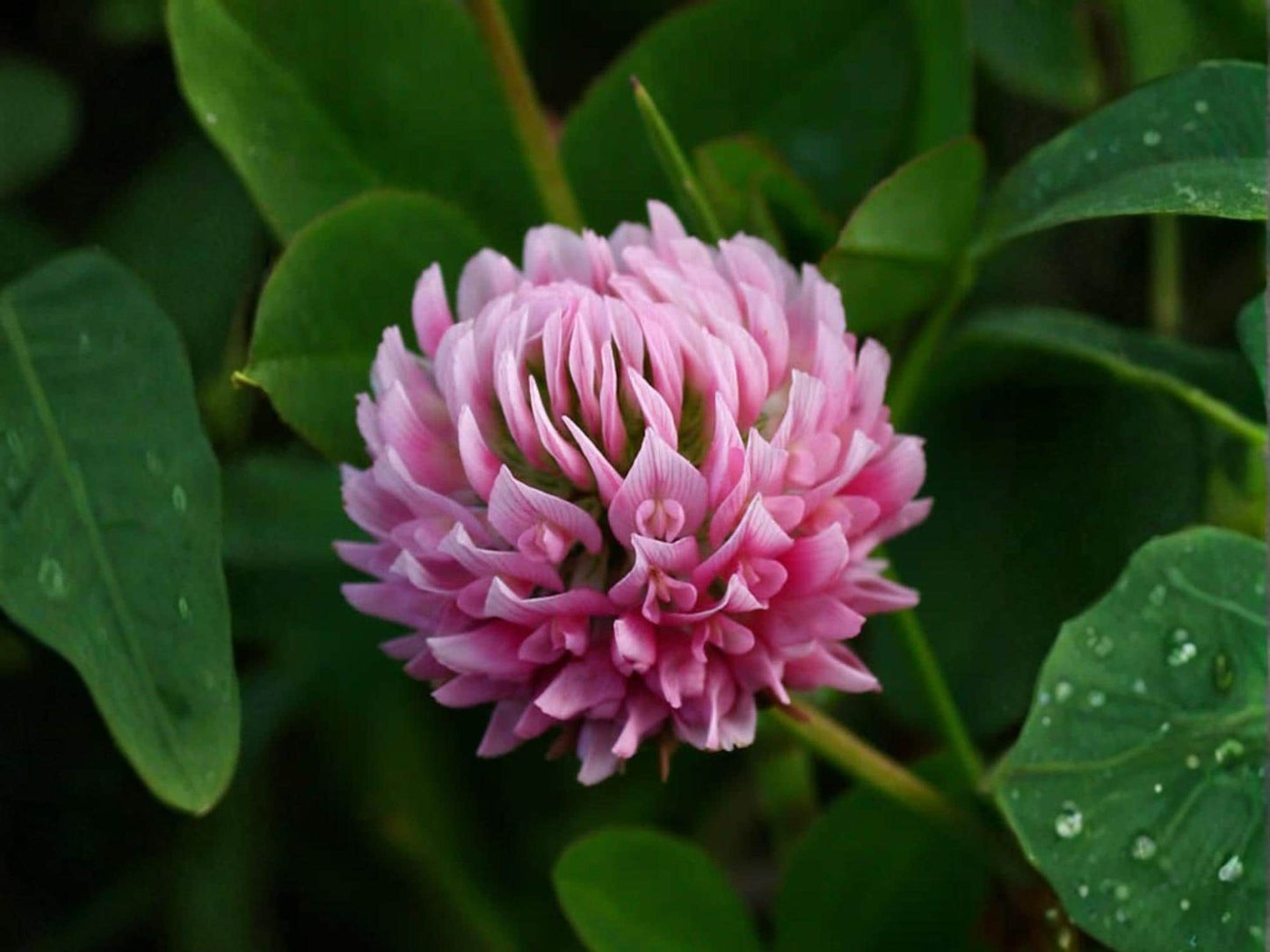 Alsike Clover Seeds – Trifolium hybridum Wildflower Seeds for Pollinator Gardens, Cottage Garden, Natural Landscape