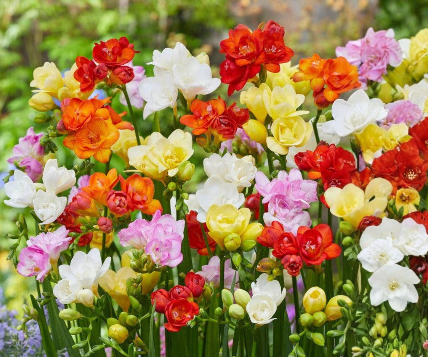 Freesia Flower Bulbs Collection – 60 Mixed-Color Fragrant Spring Blooms – Freesia Hybrids for Gardens & Bouquets