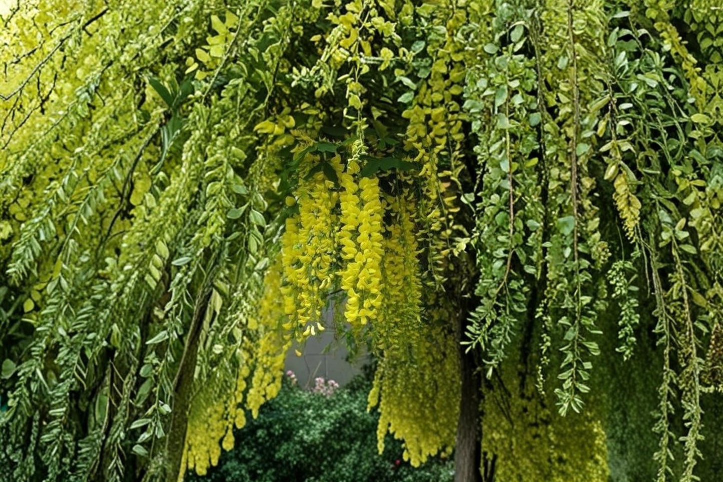 Golden Shower Tree Seeds, Cassia fistula, Tropical Flowering Tree, Yellow Flowers, Garden & Landscape Plant, 30 Seeds