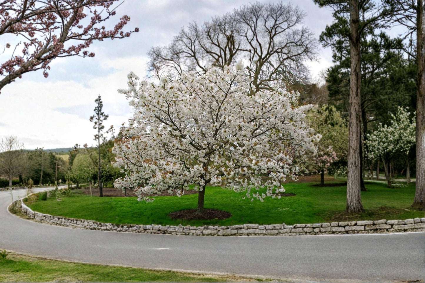 White Flowering Cherry Tree Seeds – Prunus serrulata – Ornamental Cherry Blossom Seeds for Garden, Landscape & Patio Planting