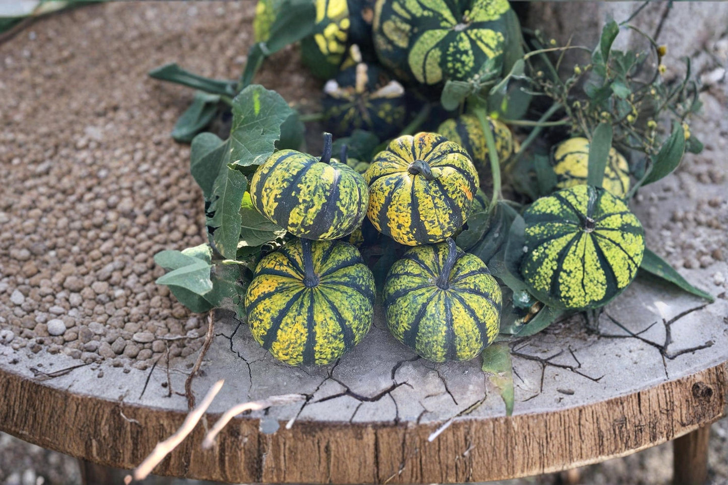 Phantomita Pumpkin Seeds – Exotic Ornamental Pumpkin Variety – Cucurbita pepo – Fall Garden, Halloween Decor, Vining Plant