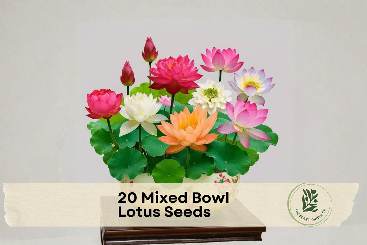 20 Mixed Bowl Lotus Seeds - Nelumbo nucifera Aquatic Flower Seeds for Containers, Water Bowls & Mini Ponds