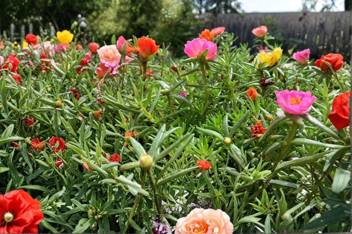 Moss Rose Double Mix Seeds – Portulaca grandiflora – Colorful Annual Flowering Plant for Full Sun Gardens