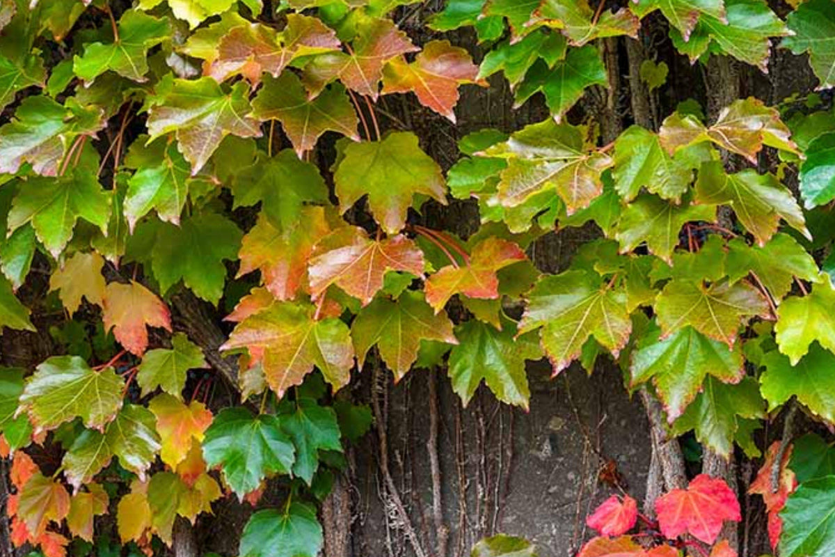 Boston Ivy Seeds 100 Pack – Parthenocissus tricuspidata Climbing Vine with Green Foliage and Red Fall Color