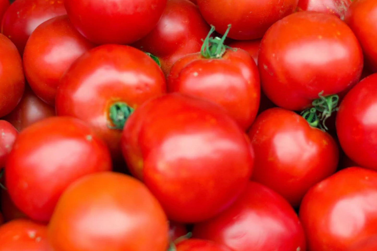 Arkansas Traveler Tomato Seeds – Heirloom Solanum lycopersicum, Pink-Red Fruit, Indeterminate Vegetable for Home Gardens and Containers