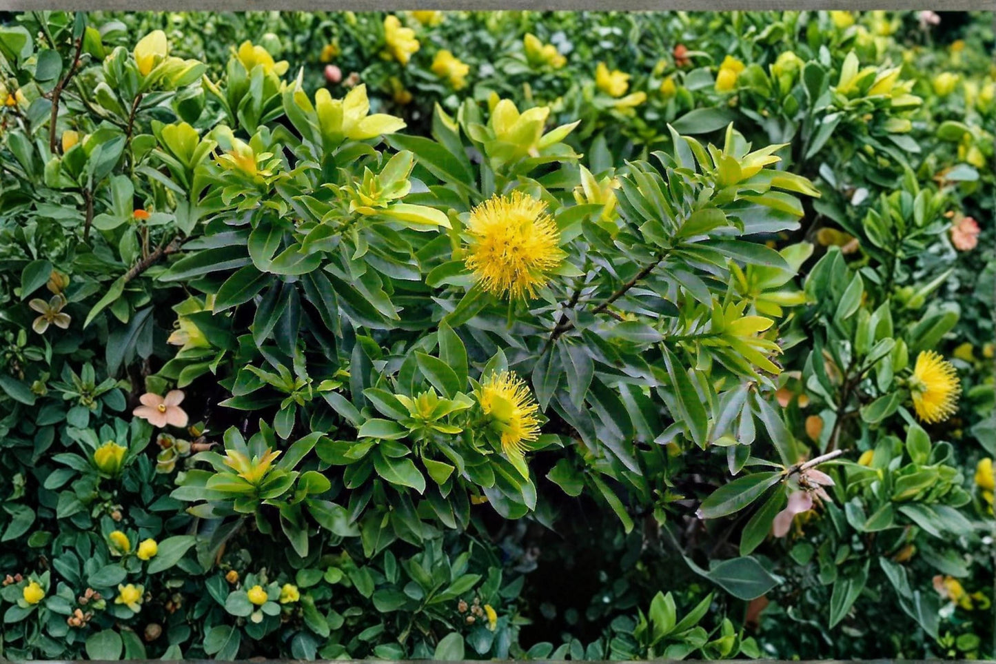 Dwarf Golden Penda Seeds – Xanthostemon chrysanthus – Ornamental Evergreen Tree with Golden Yellow Flowers – Tropical Garden Plant