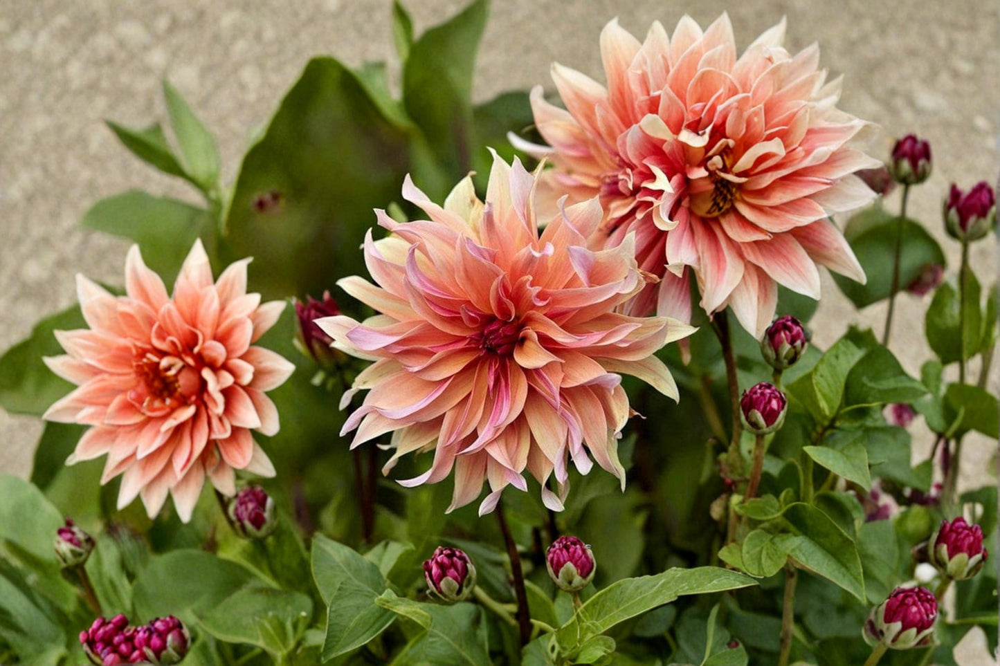 Dahlia Labyrinth Flower Seeds 100+ Mix | Dahlia pinnata Ornamental Garden Seeds for Borders & Containers