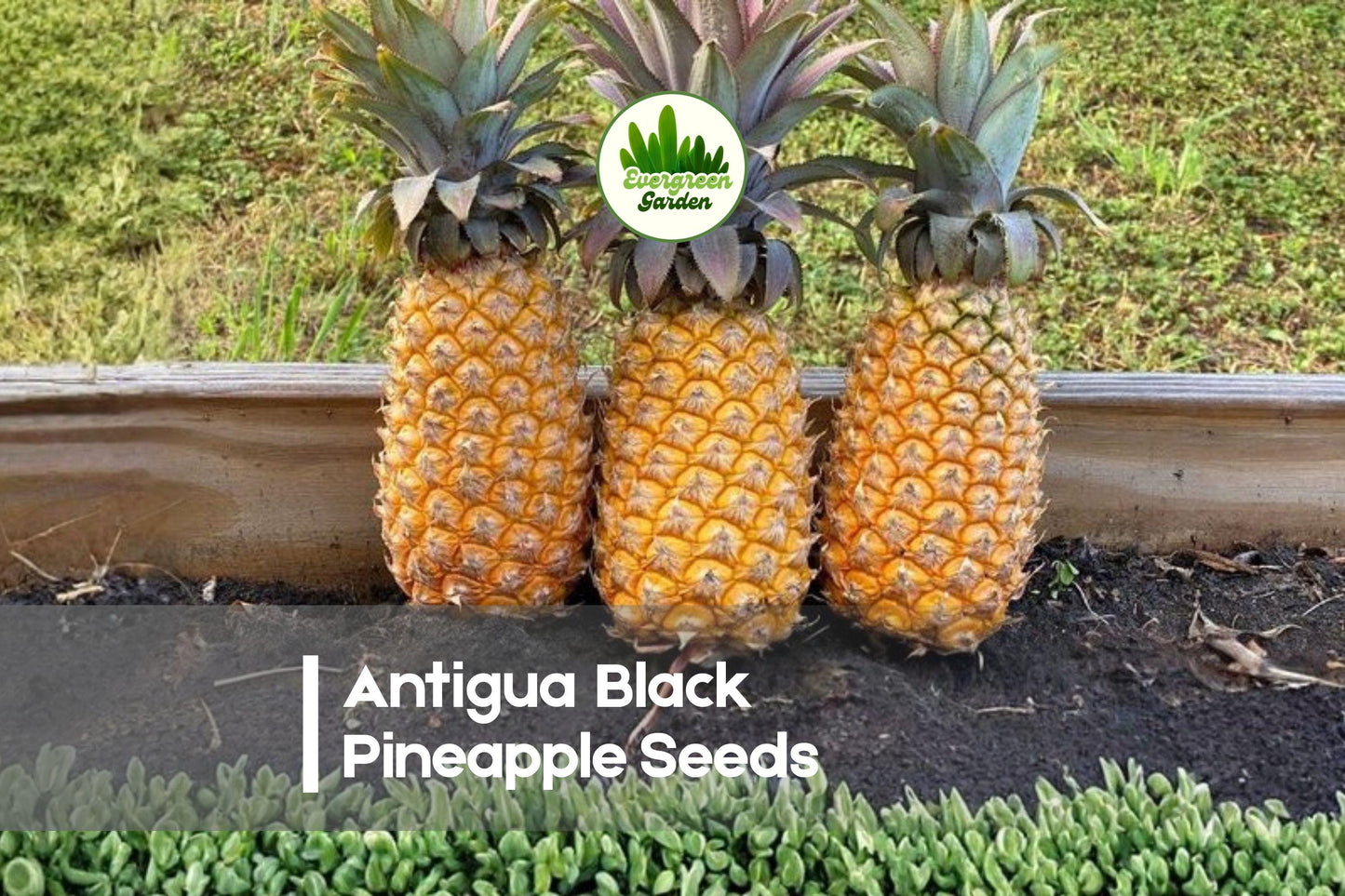 Antigua Black Pineapple Seeds – Tropical Fruit Plant, Edible Pineapple, Ornamental Foliage, Ananas comosus, 15+ Seeds