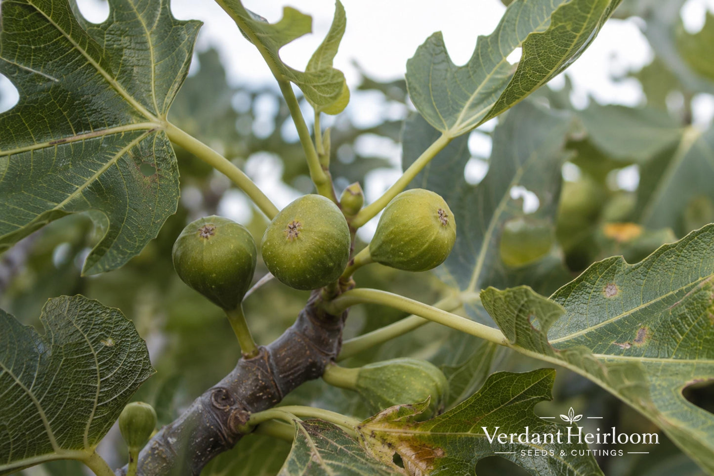 Olympian Fig Rooted Cutting – Ficus carica 'Olympian' – Fruiting Purple Figs, Cold Hardy, Live Plant, Edible Garden, Patio Container
