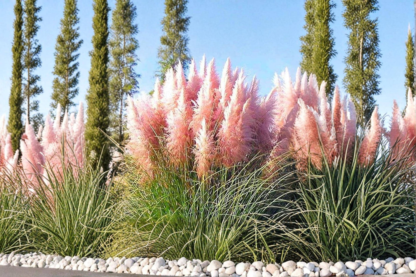 Giant Pink Pampas Grass Seeds – Cortaderia selloana, Ornamental Perennial with Pink Feathery Plumes, Landscaping & Garden Borders