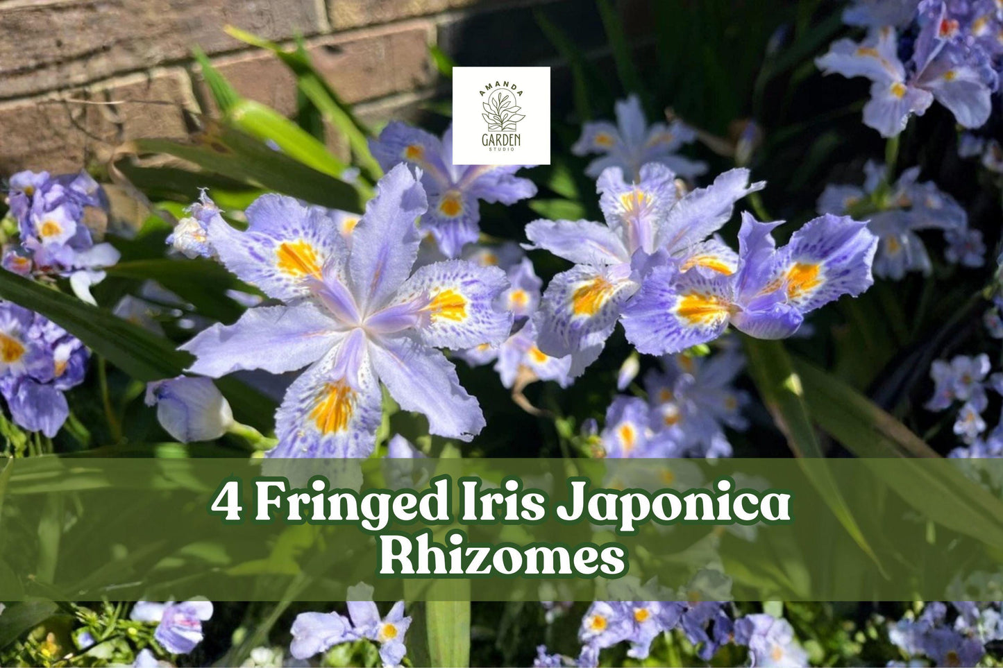 4 Fringed Iris Rhizomes Purple Walking Iris Perennial Shade Garden Plant Iris japonica