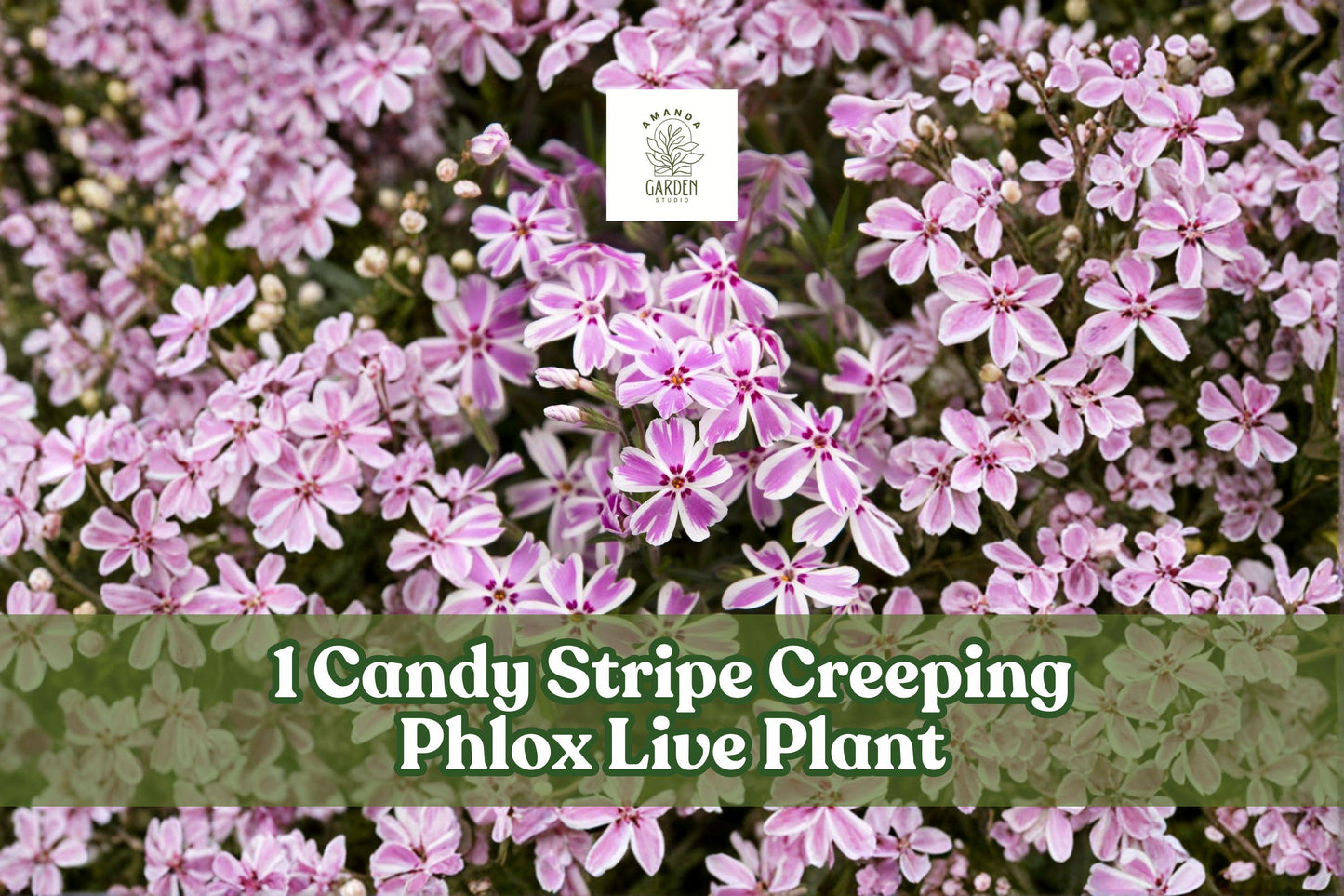 Candy Stripe Creeping Phlox Live Plant Plug | Pink White Groundcover | Phlox subulata | Low-Growing Perennial Groundcover