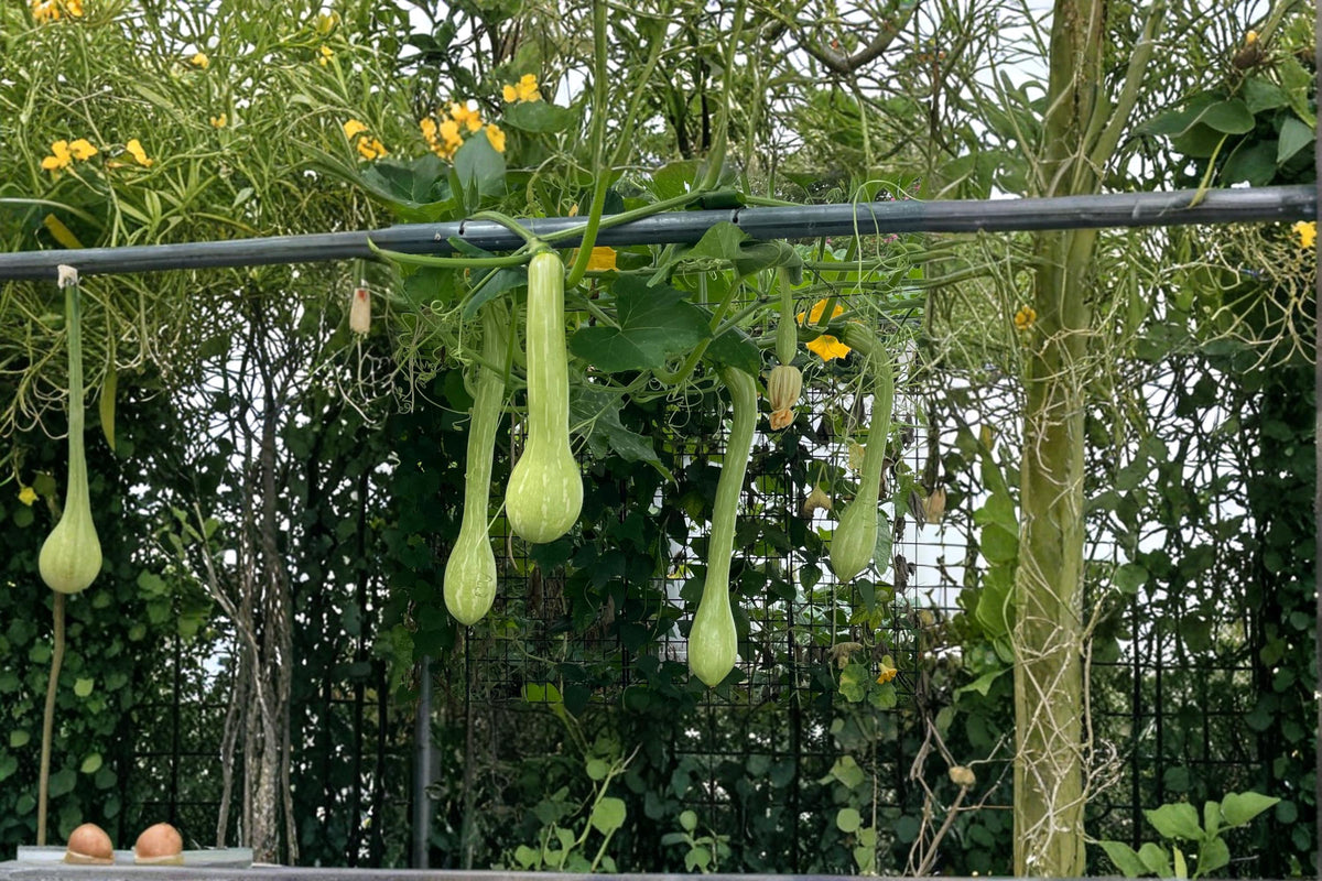 Trombone Squash Seeds – Cucurbita moschata, Vining Summer Vegetable, Long Curved Fruit, Outdoor Garden Plant