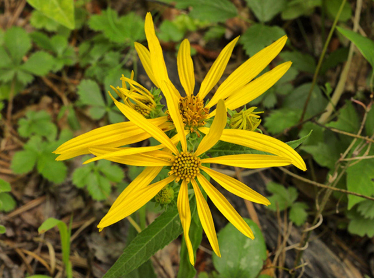 Yellow Crownbeard Seeds - Verbesina helianthoides Native Wildflower for Pollinator Gardens & Prairie Planting, Bright Yellow Daisy-Like Blooms