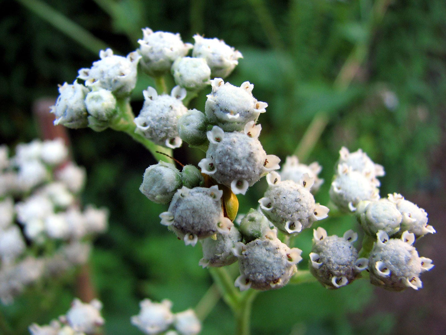 Wild Quinine Seeds - Parthenium integrifolium Native Perennial Wildflower for Pollinator Gardens, Prairie, Cottage Landscaping