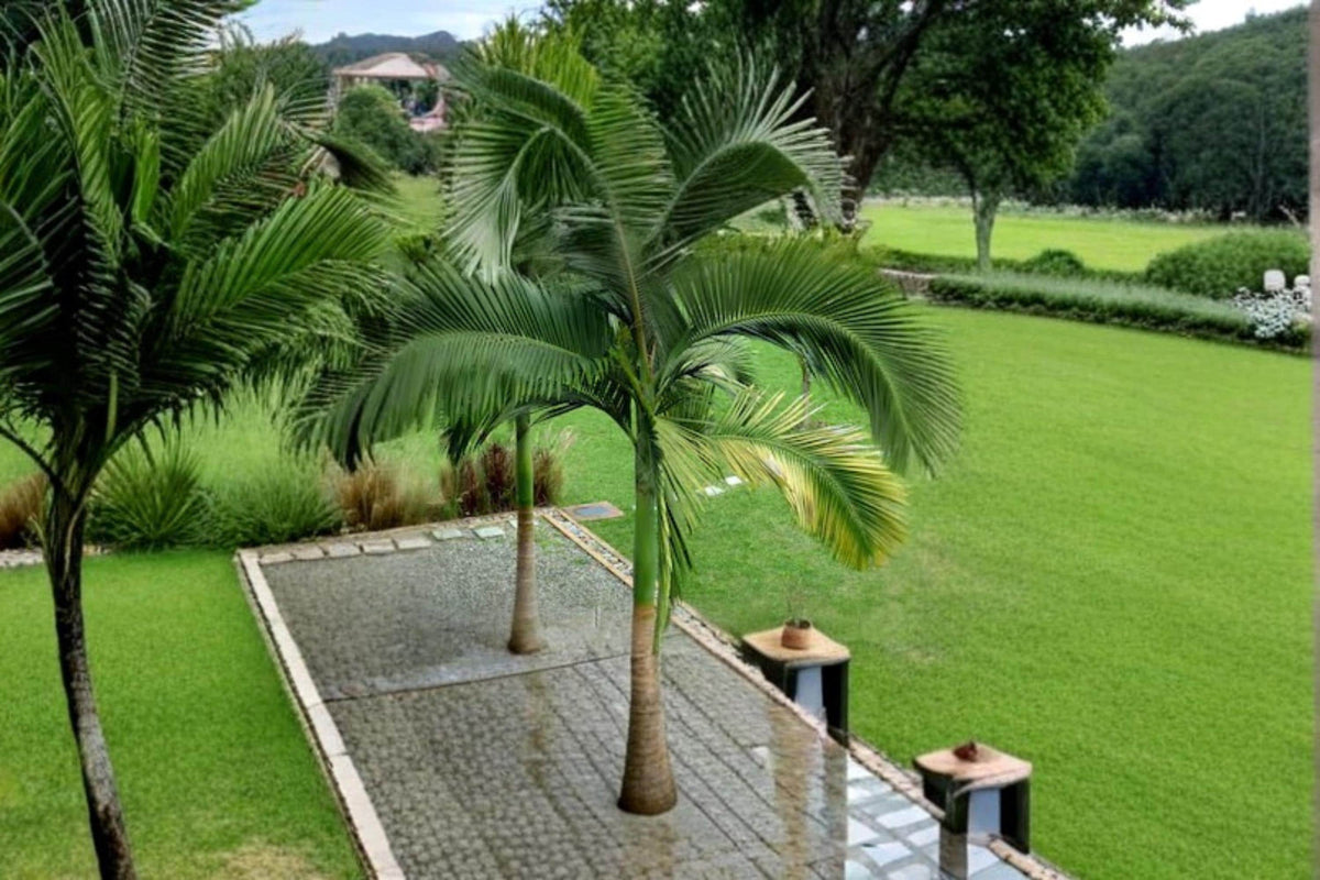 King Palm Seeds, Archontophoenix alexandrae, Tropical Palm Tree, Landscape & Container Planting, 5 Seeds