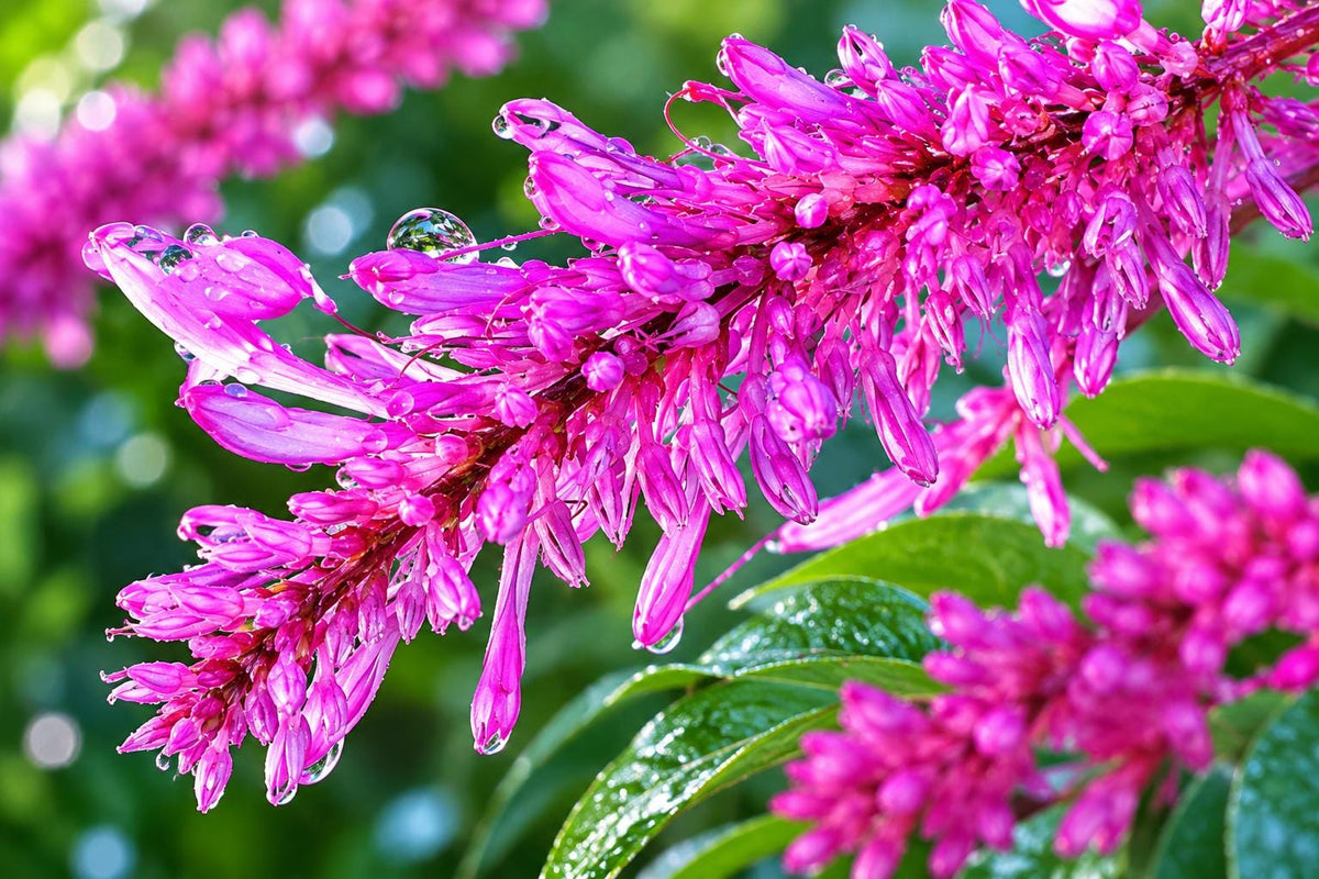 Purple Firespike Plant - Semi-Tropical Perennial Shrub with Purple Flowers - Attracts Butterflies & Hummingbirds - Odontonema strictum