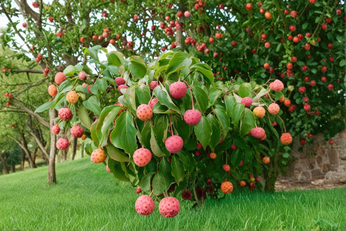 Kousa Dogwood Seeds 30 Pack – Cornus kousa Ornamental Flowering Tree for Gardens & Landscapes