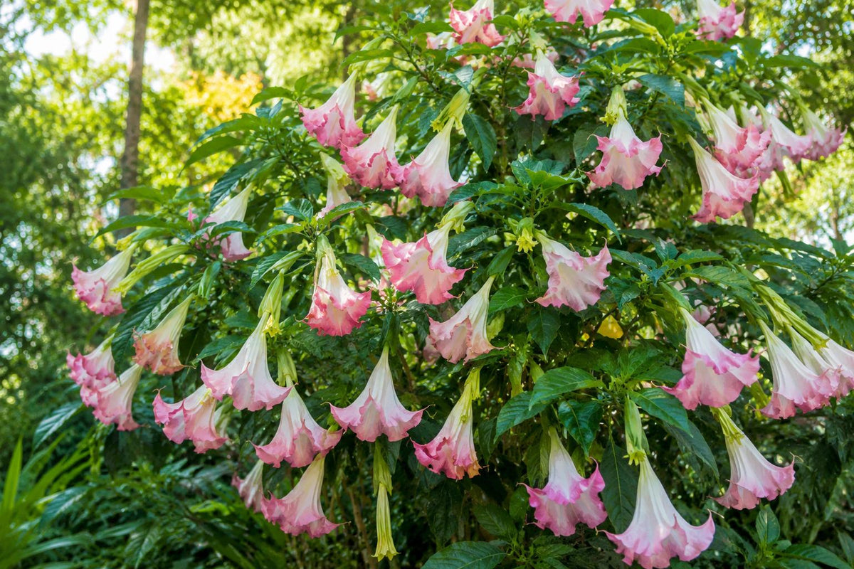 Brugmansia Plant - Tropical Variety with Big Peach, Yellow & White Blooms - Versicolor Angel's Trumpet - Exotic Flowering Shrub