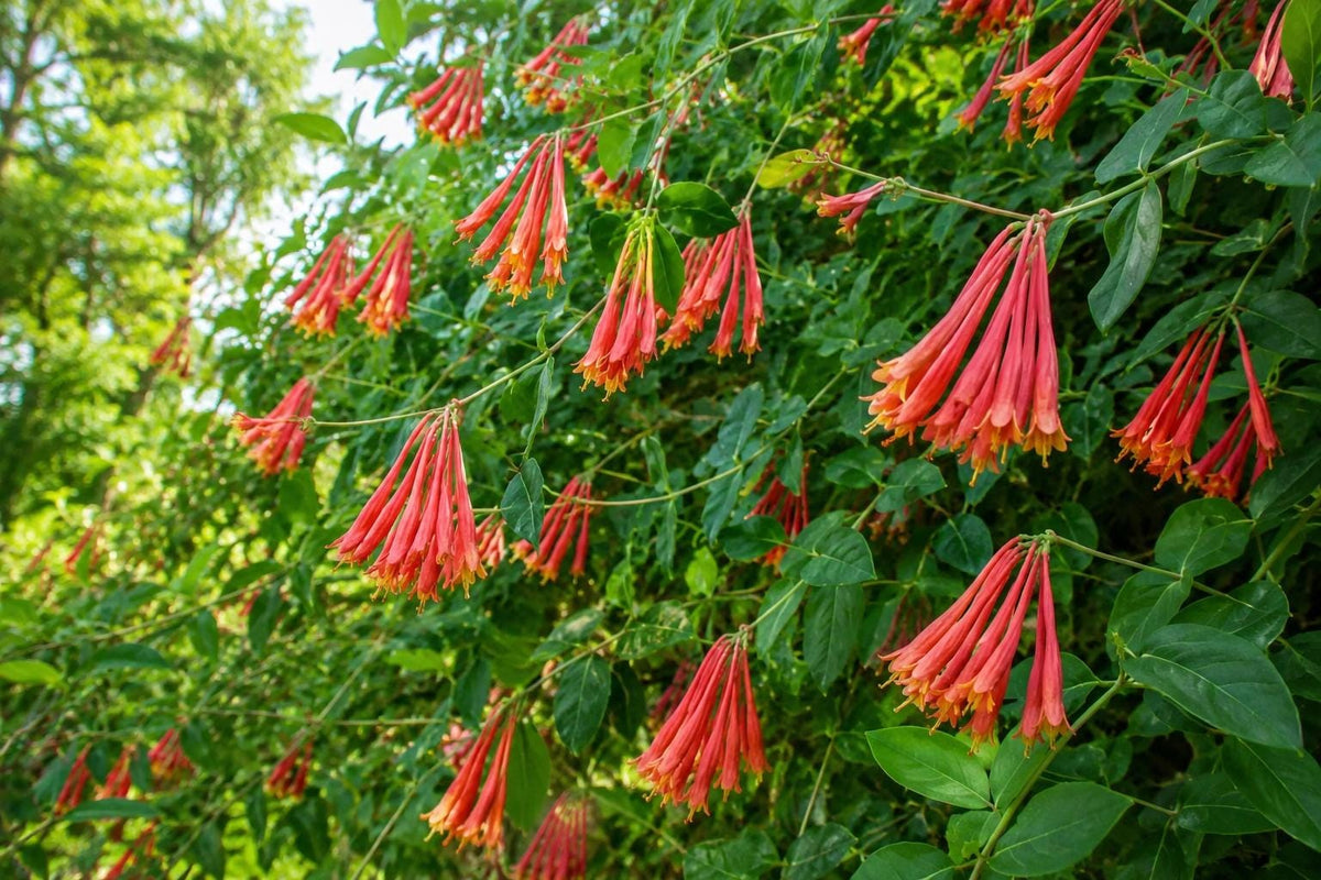 Coral Honeysuckle Vine Plant - Bright Orange Flowers - Lonicera sempervirens - Florida Native Climbing Vine for Gardens