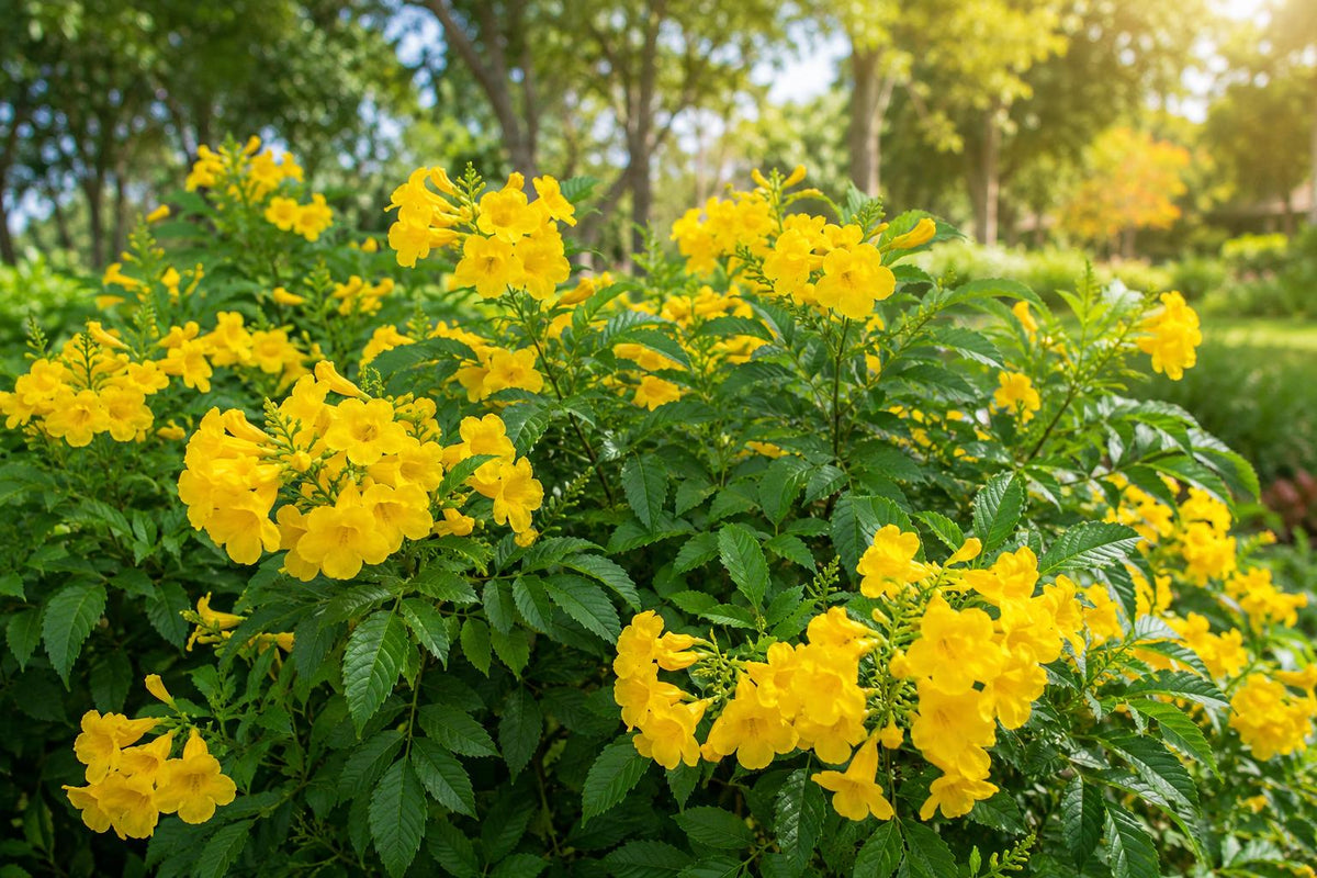 Gold Star Esperanza Plant - Texas Superstar Yellow Bells - Tecoma stans - Butterfly Attracting, Drought-Tolerant Perennial
