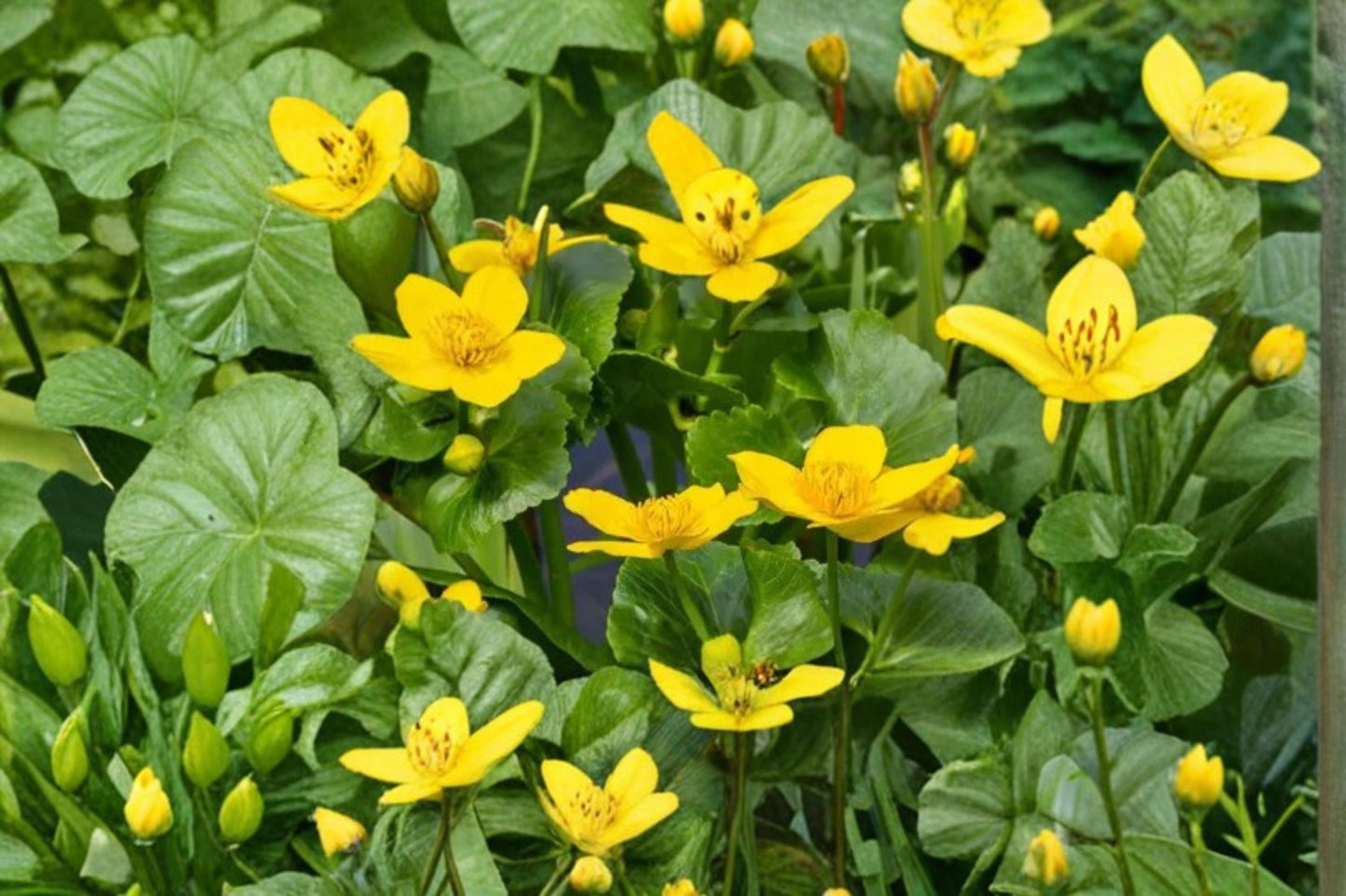 Marsh Marigold Seeds – Caltha palustris – Perennial Wetland Flower Seeds for Water Gardens & Moist Soil