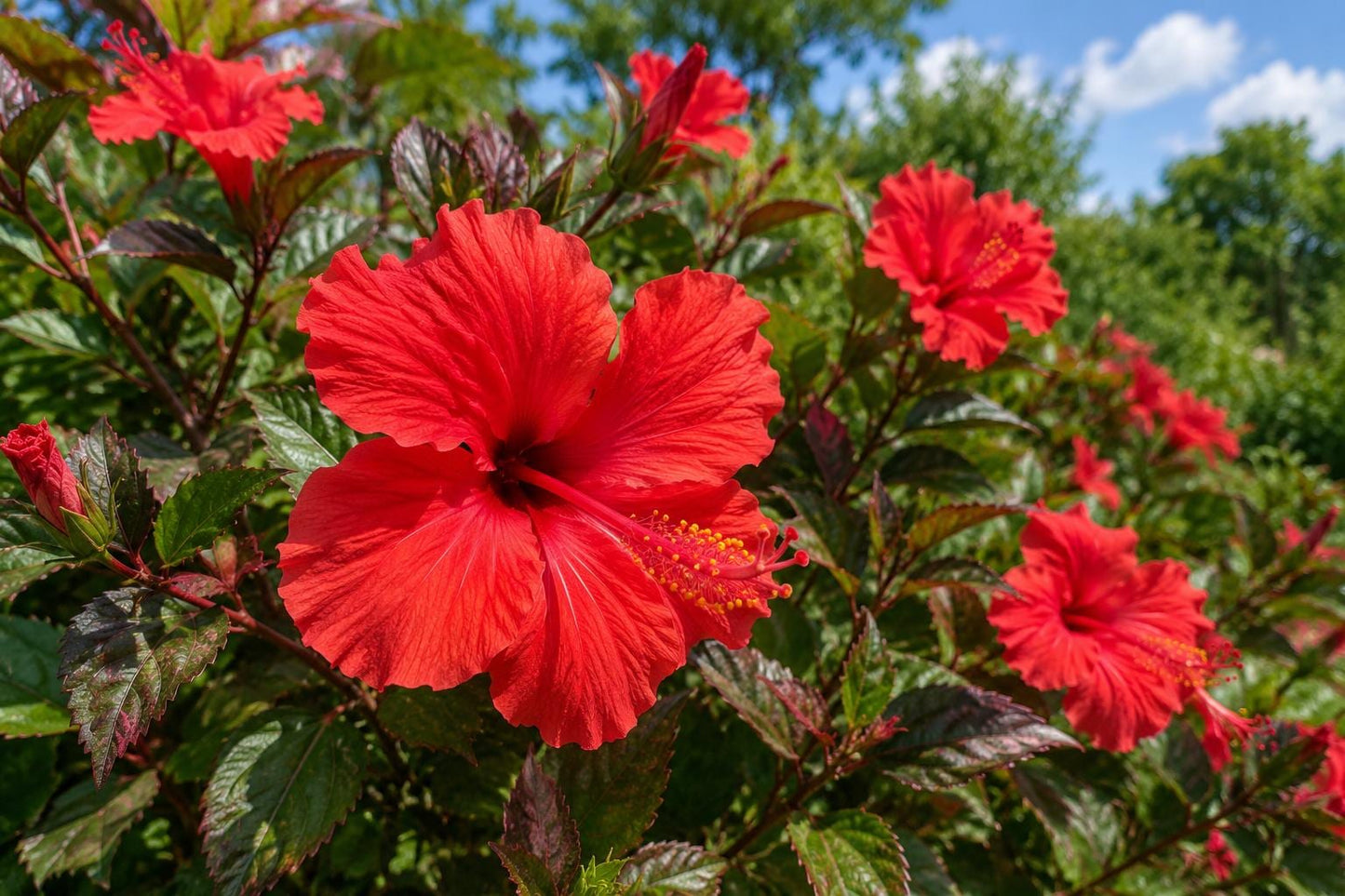 Tropical Hibiscus Plant - Single Bloom Pale Yellow Lavender - Hibiscus rosa-sinensis - Garden Flower, Container Plant
