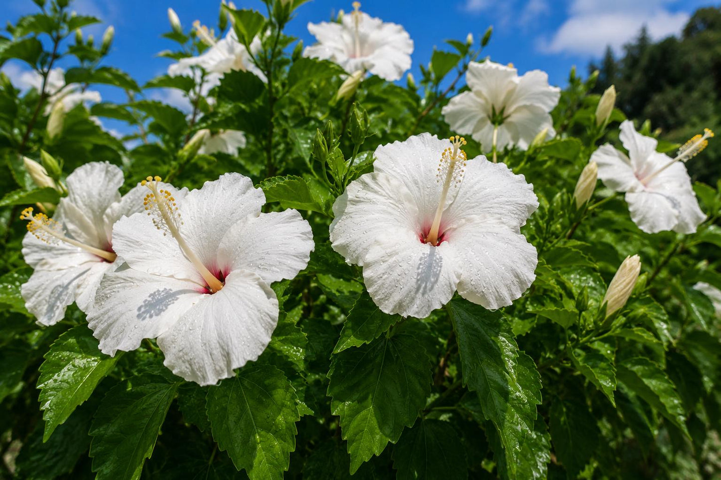 Tropical Hibiscus Plant - Large Whipped Cream Variety - White Pink Flowers - Hibiscus rosa-sinensis