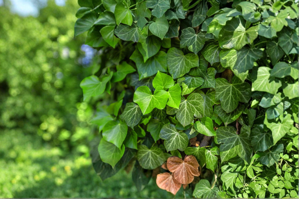 English Ivy Seeds – Hedera helix Climbing Vine for Ground Cover & Walls, Evergreen Foliage, Outdoor Garden Plant