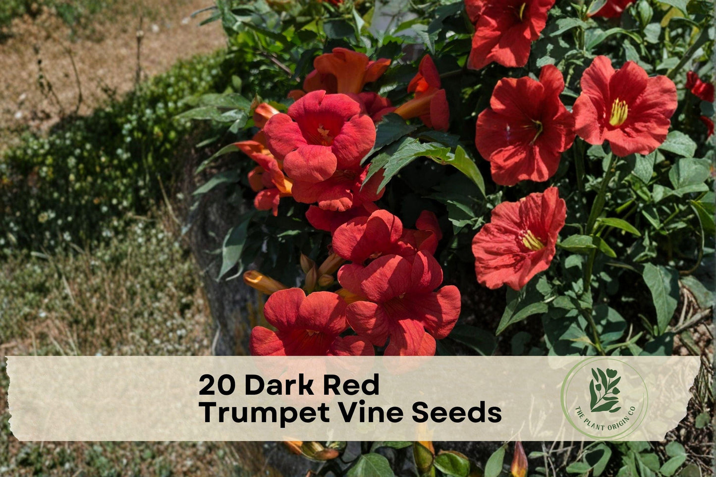 Dark Red Trumpet Vine Seeds – Climbing Vine for Fences & Trellises – Campsis spp. Outdoor Flower Seeds for Vertical Gardens